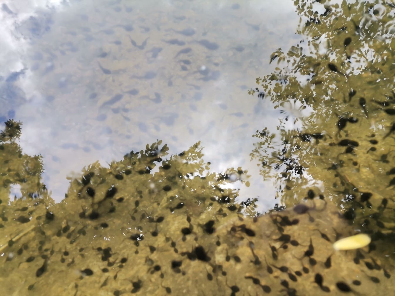 Много жабешки попови лъжички жаби в плитко езерце под водата