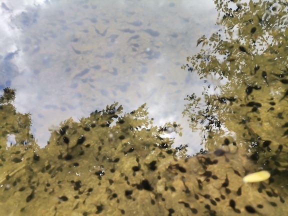 Många grodyngel grodor i grund damm under vattnet