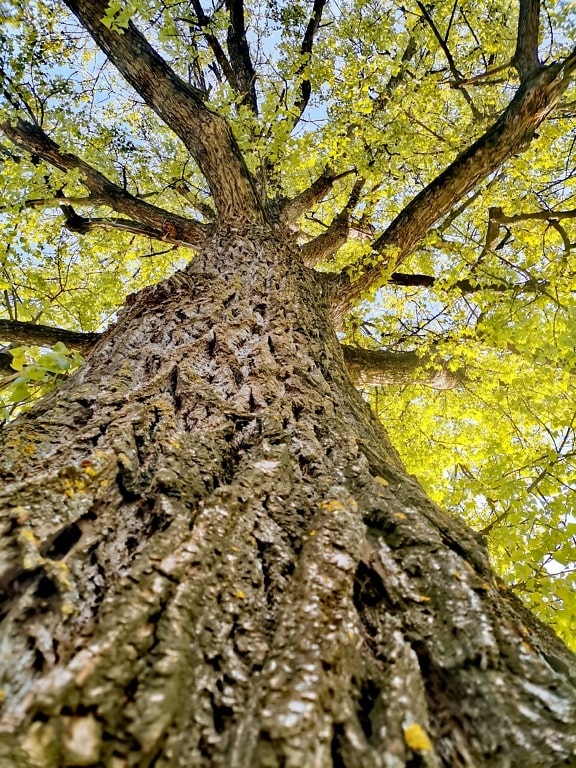 Under stor trädstam närbild av trädbark och grenar