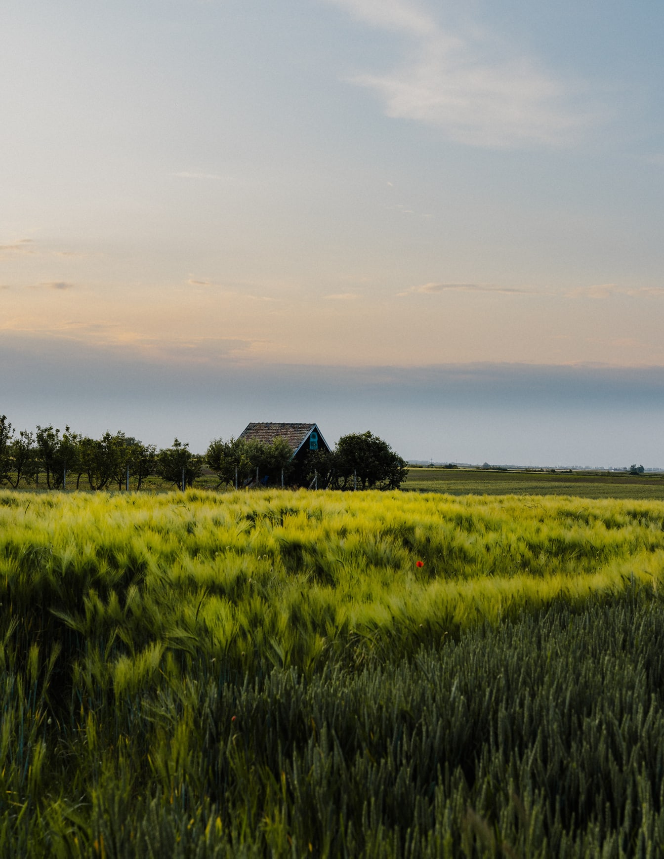 Зеленовато-желтое ячменное сельскохозяйственное поле в сельской местности с фермерским домом