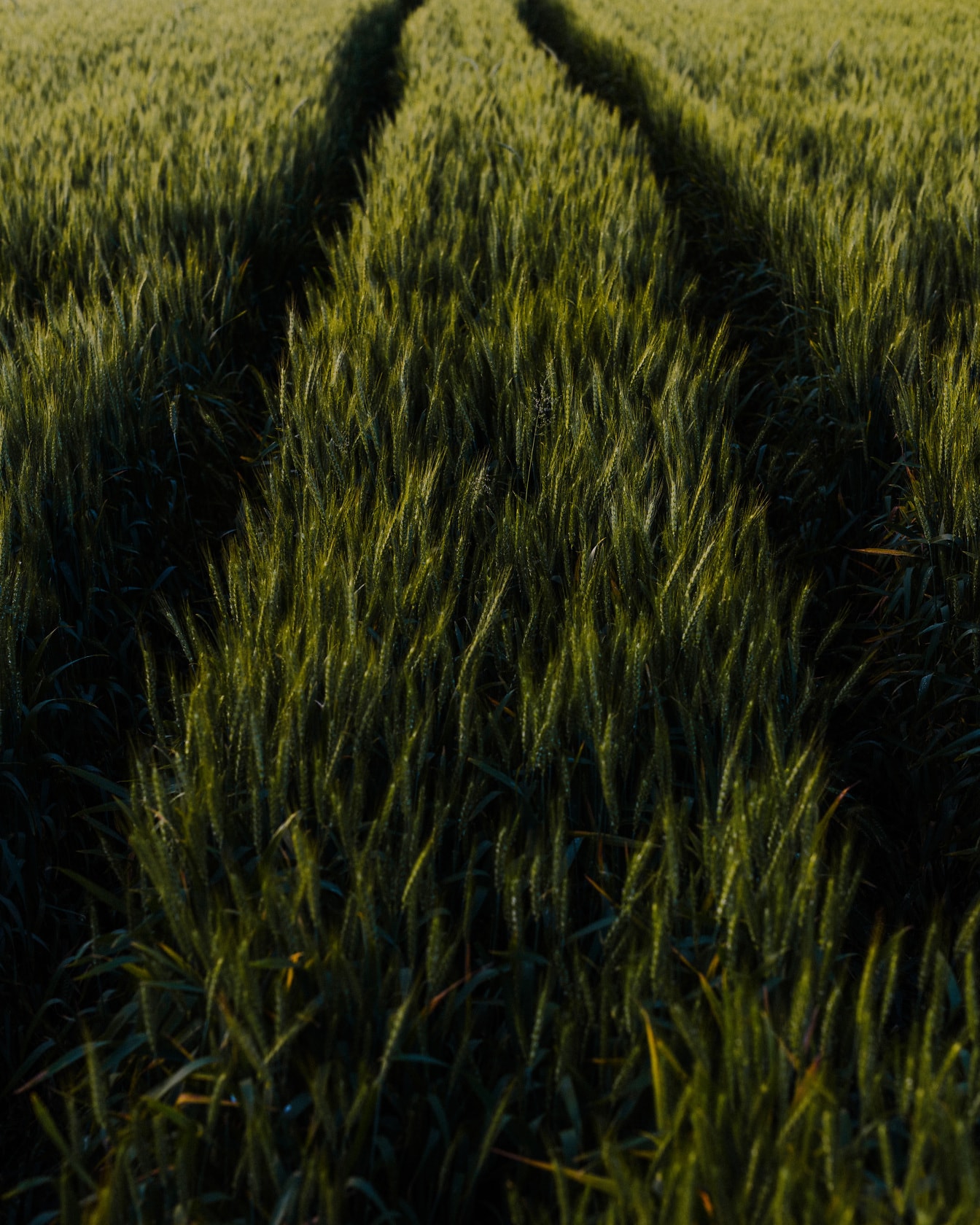 Koleje na zeleném pšeničném zemědělském plochém poli