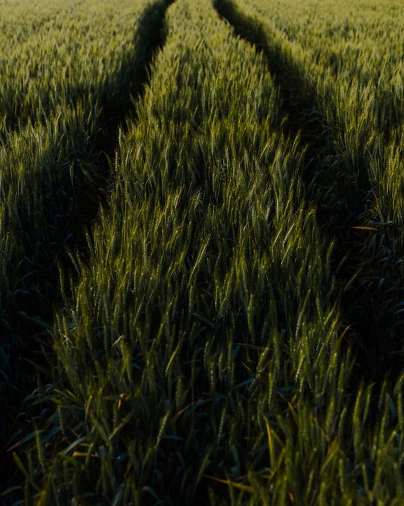 Tracks in green wheat agricultural flat field