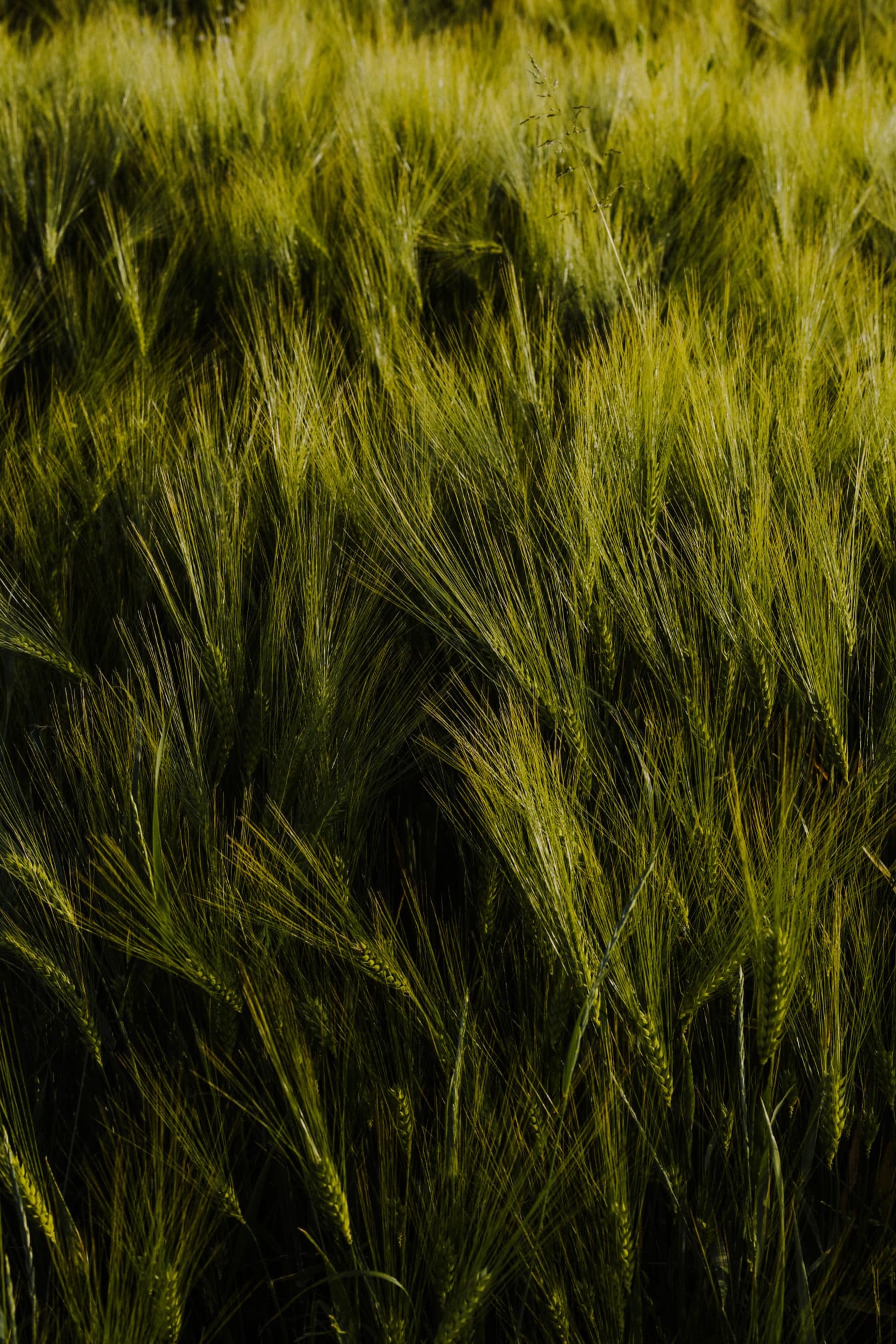 緑黄色の有機大麦農園