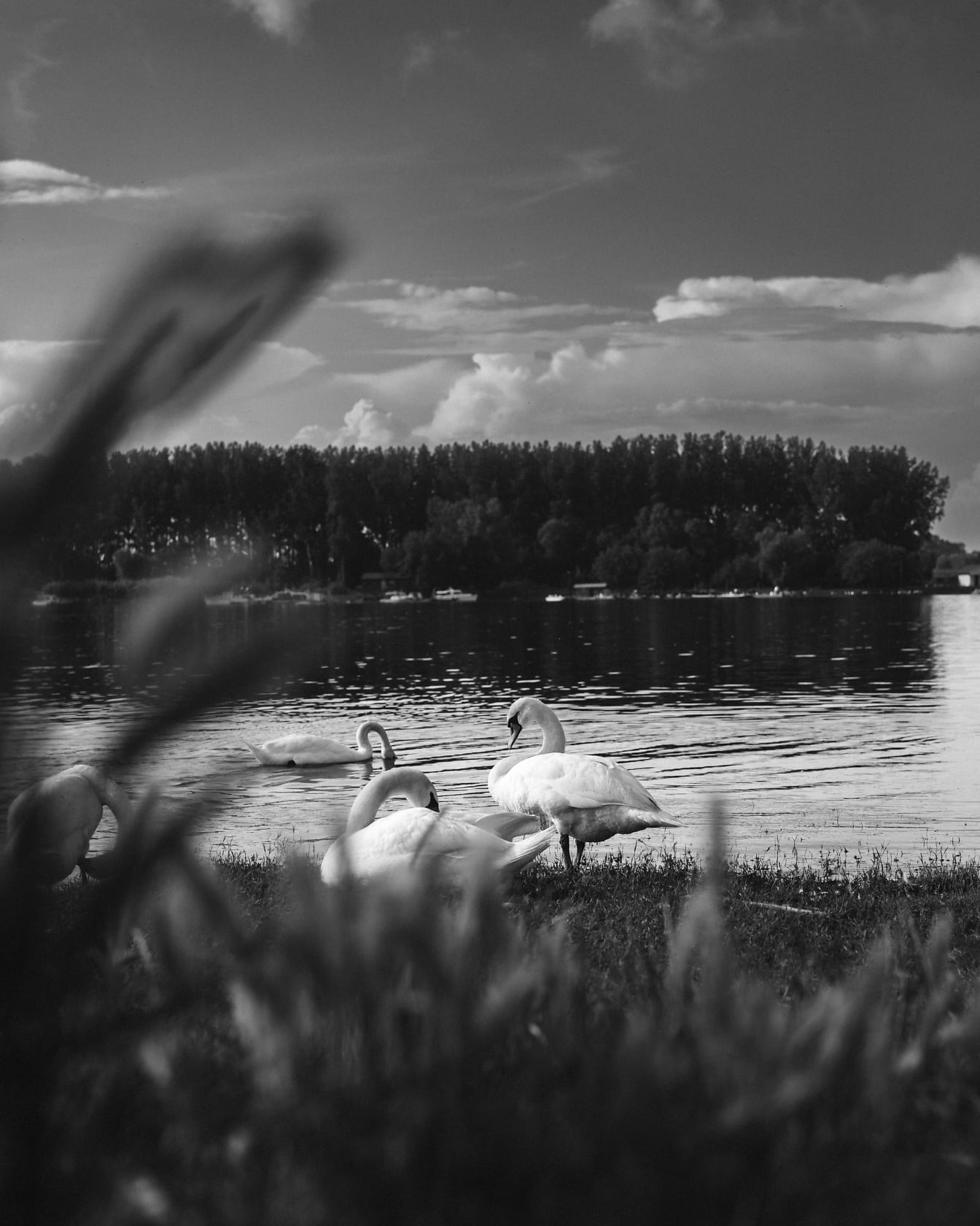 Величественная черно-белая фотография лебедей на берегу реки