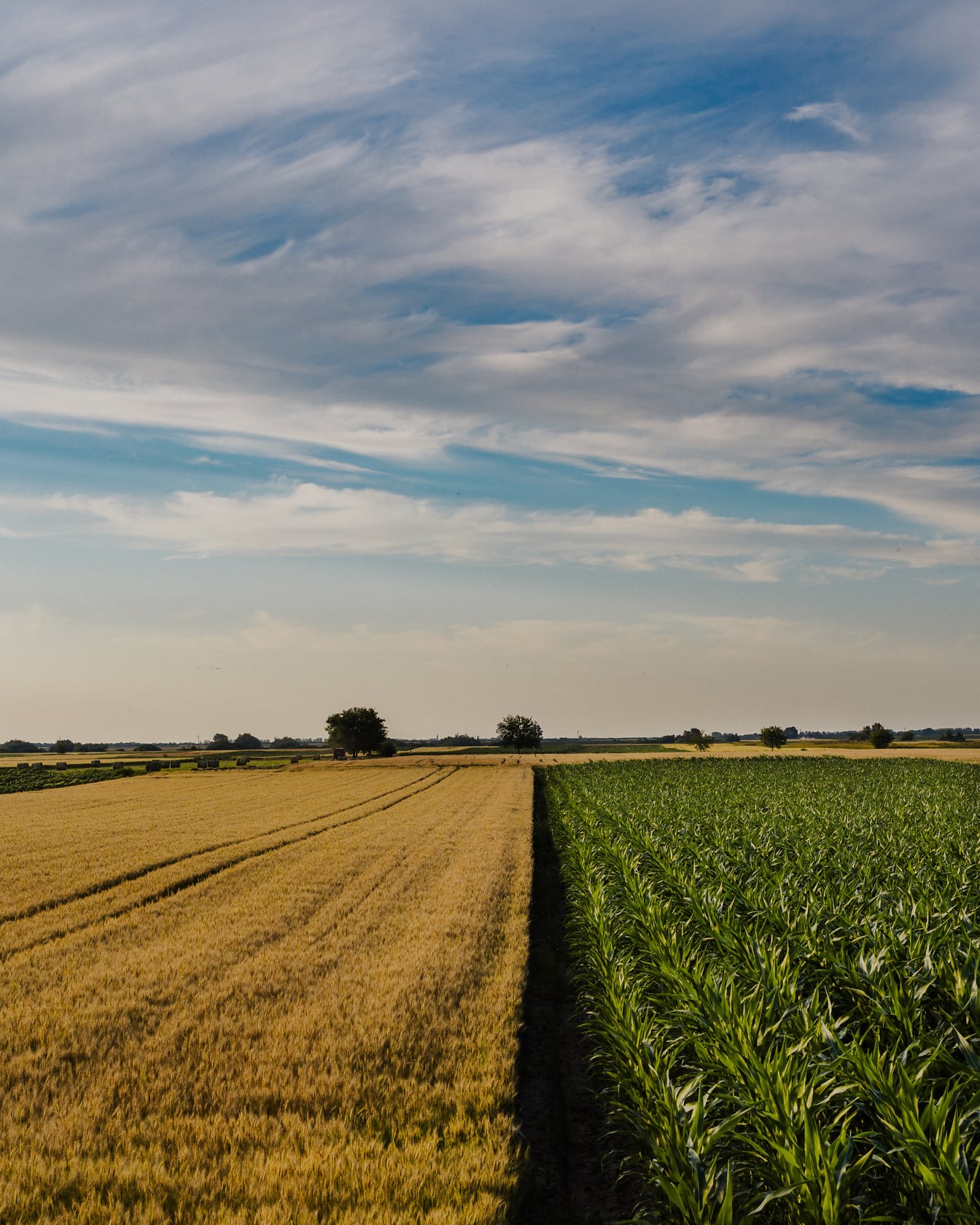 Polje kukuruza i pšenice u proljeće na poljoprivrednom poljoprivrednom zemljištu