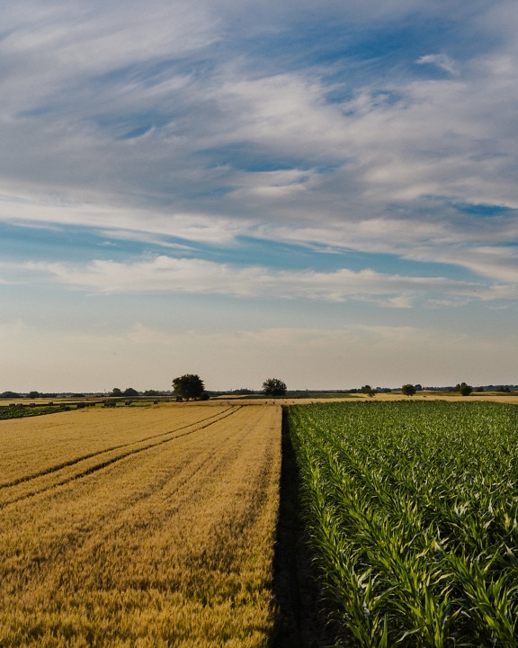 Cornfield and wheat field in spring time on agricultural farmland