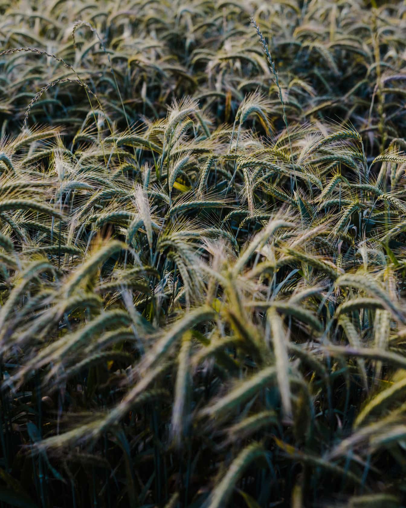 Champ de blé vert herbeux en gros plan