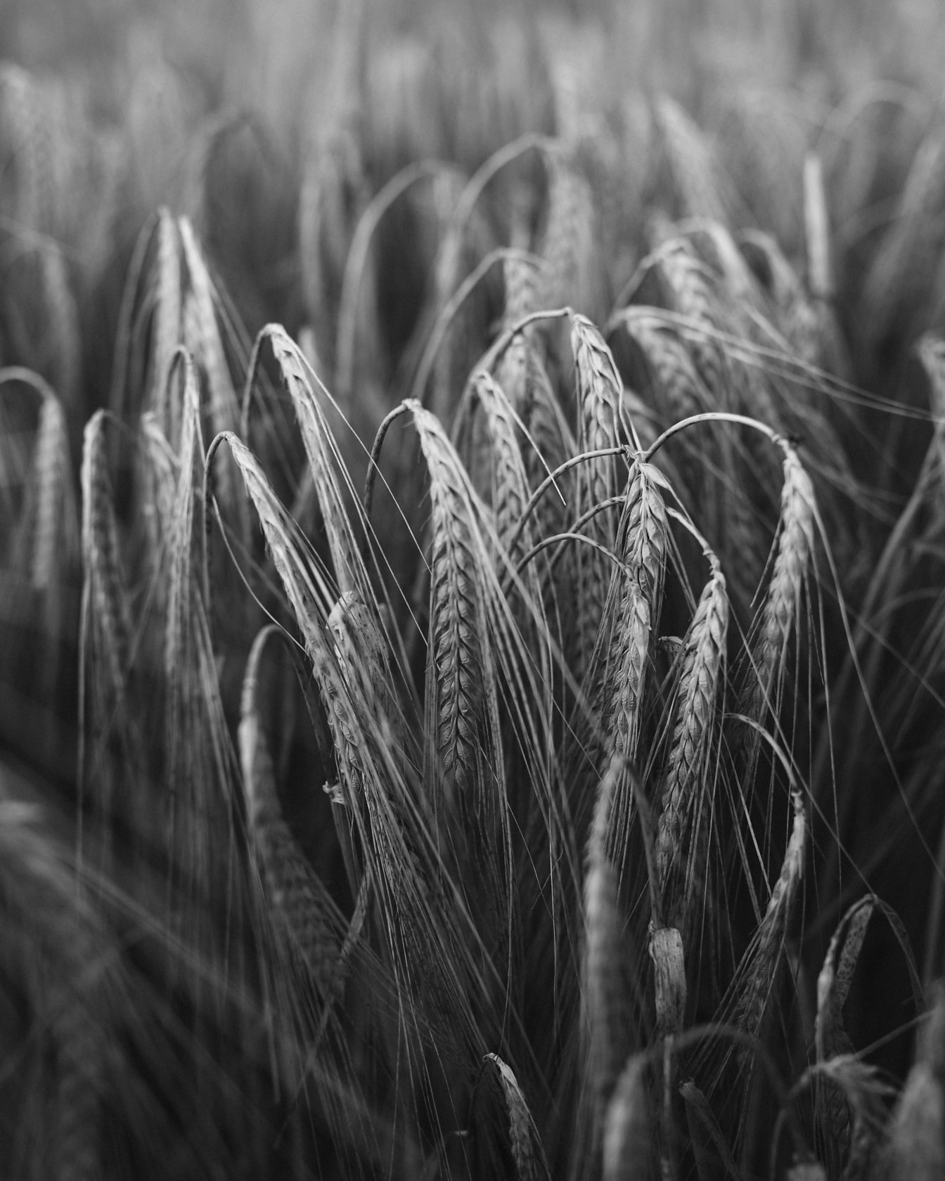 Cận cảnh lúa mạch chụp ảnh nông nghiệp đen trắng