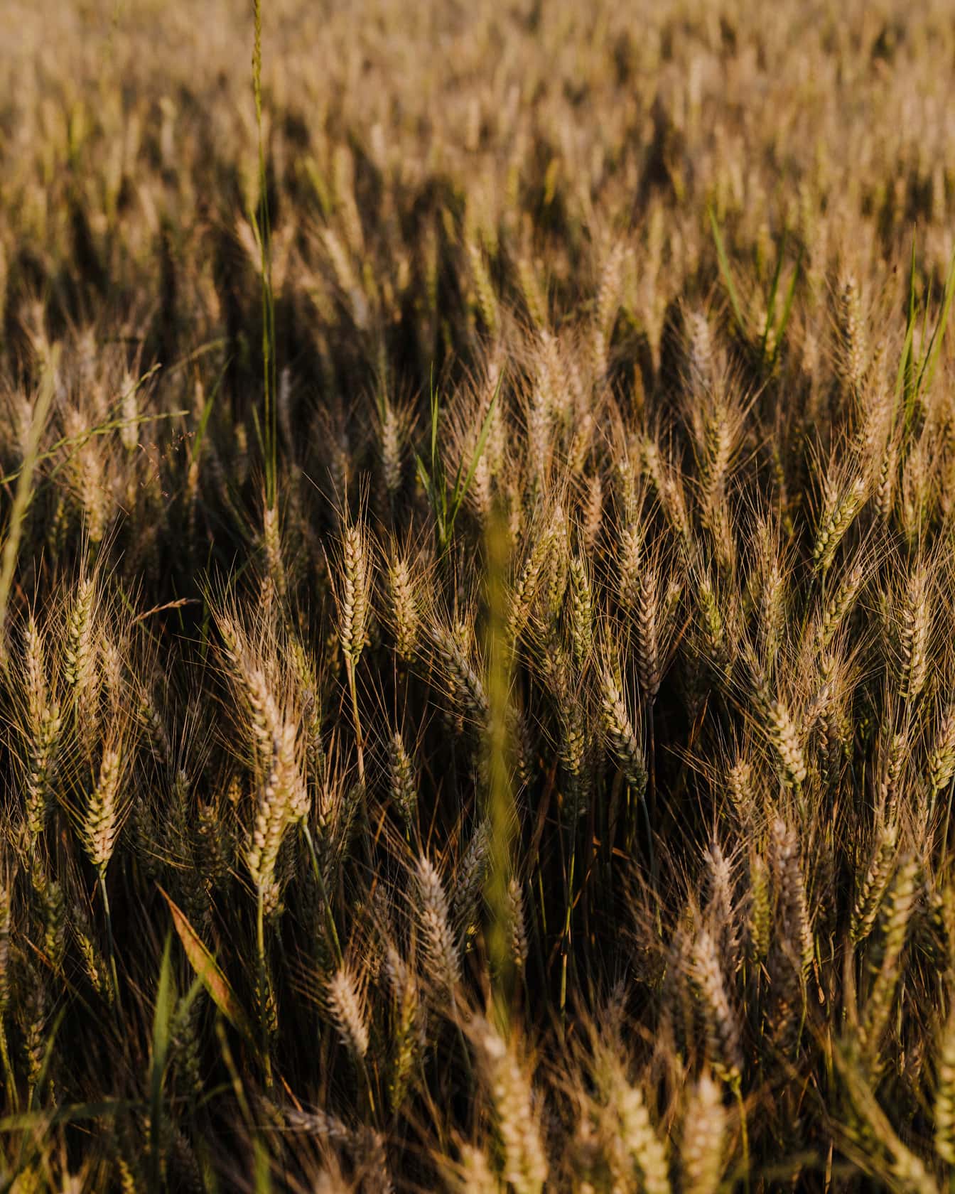Jasnobrązowe pole pszenicy w sezonie letnim z bliska