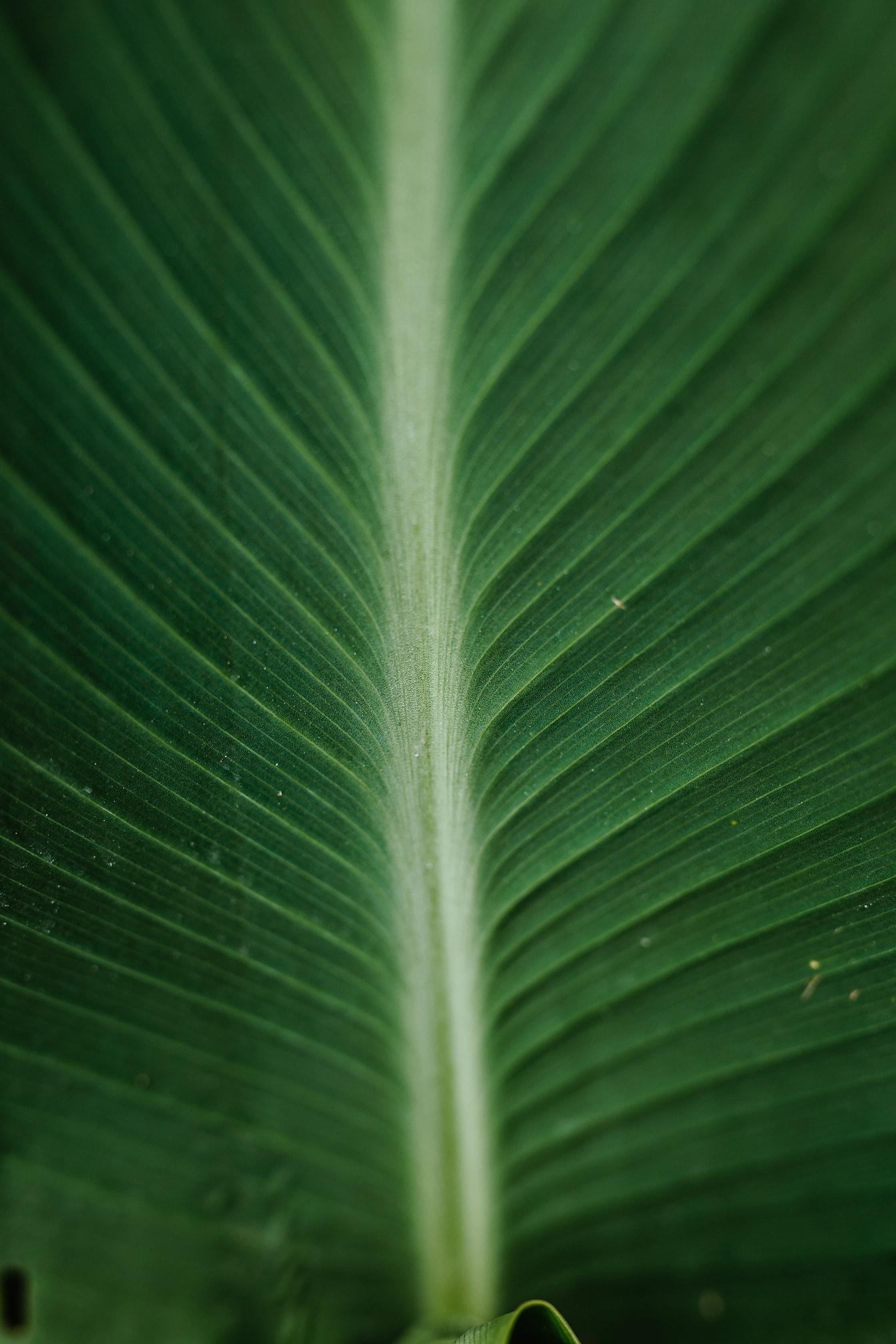 Fotografi makro close-up daun hijau tua buram