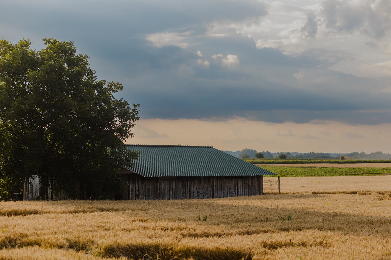 Antiguo granero rural en campo de trigo en el campo