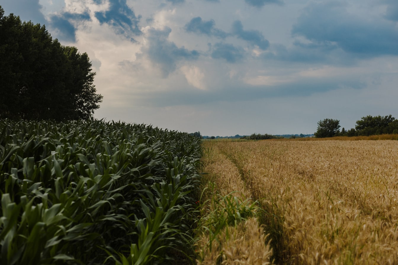 Kukuričné pole a pšeničné pole v letnej sezóne poľnohospodárska poľnohospodárska pôda