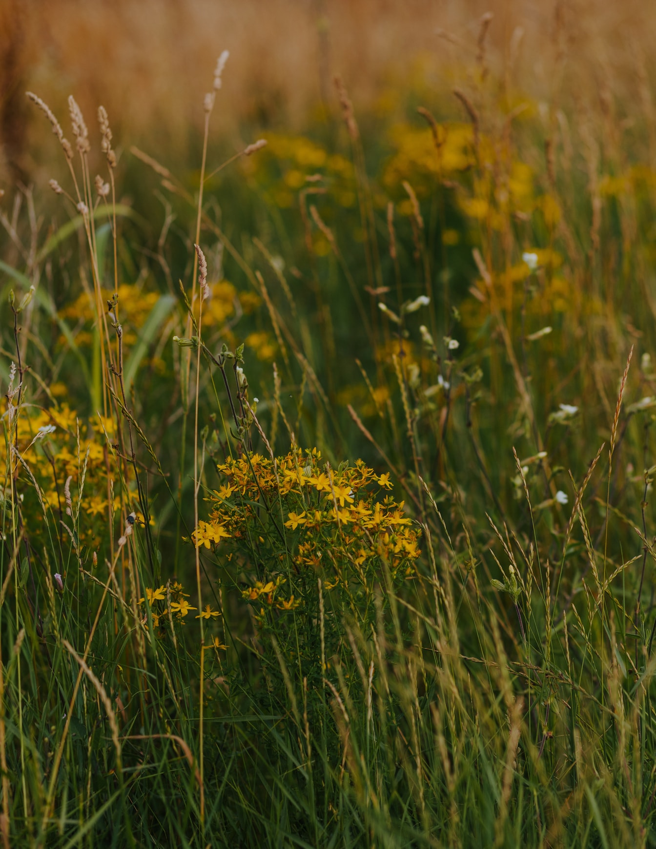 Flores silvestres de color marrón amarillento en prados cubiertos de hierba