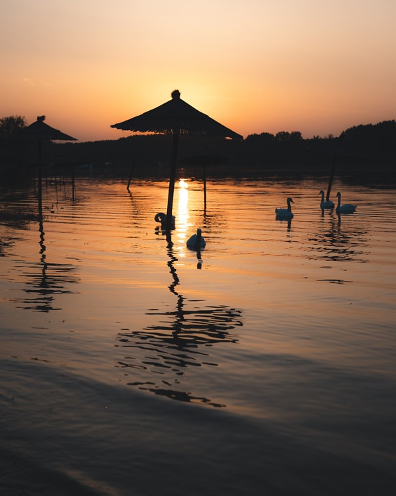 Flock of swan birds swimming on lake at dusk