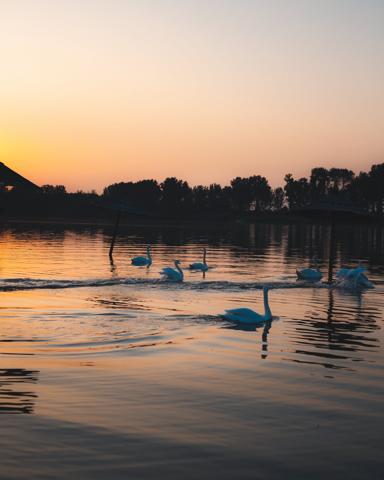 Matahari terbit di tepi danau dengan kawanan burung angsa berenang