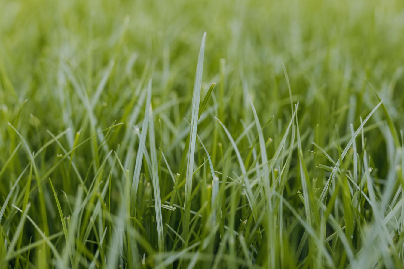 Detail zelenožlutých travních rostlin na trávníku