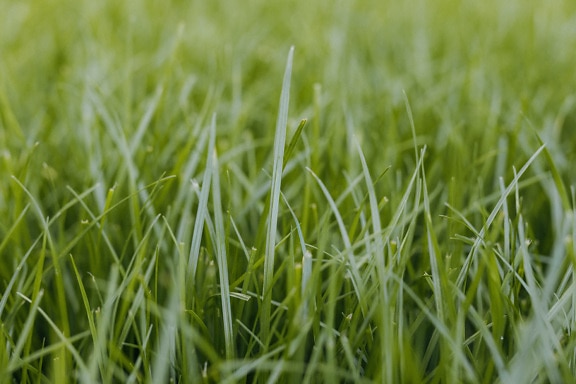 Close-up of greenish yellow grass plants on lawn