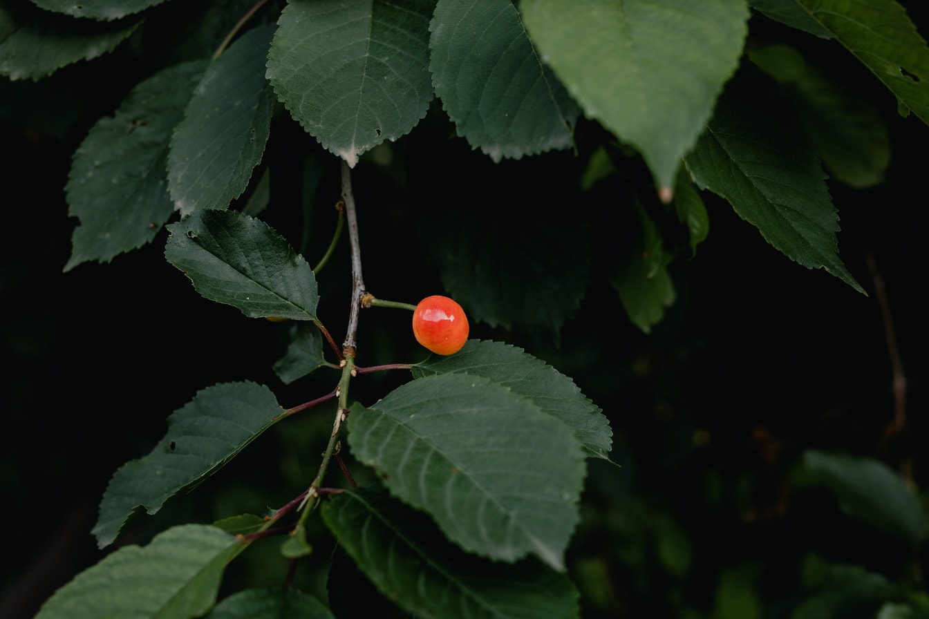 Világos vöröses biocseresznye a gyümölcsfa ágán