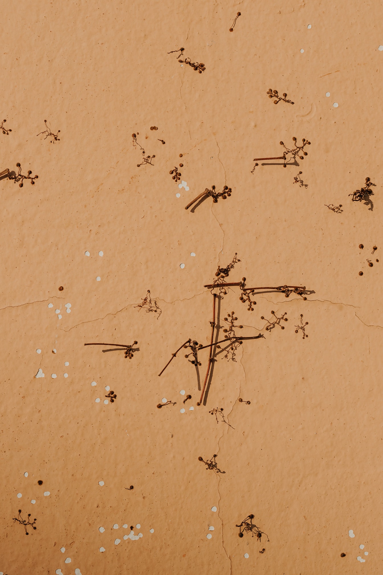 Сухі гілки на світло-коричневій текстурі брудних стін