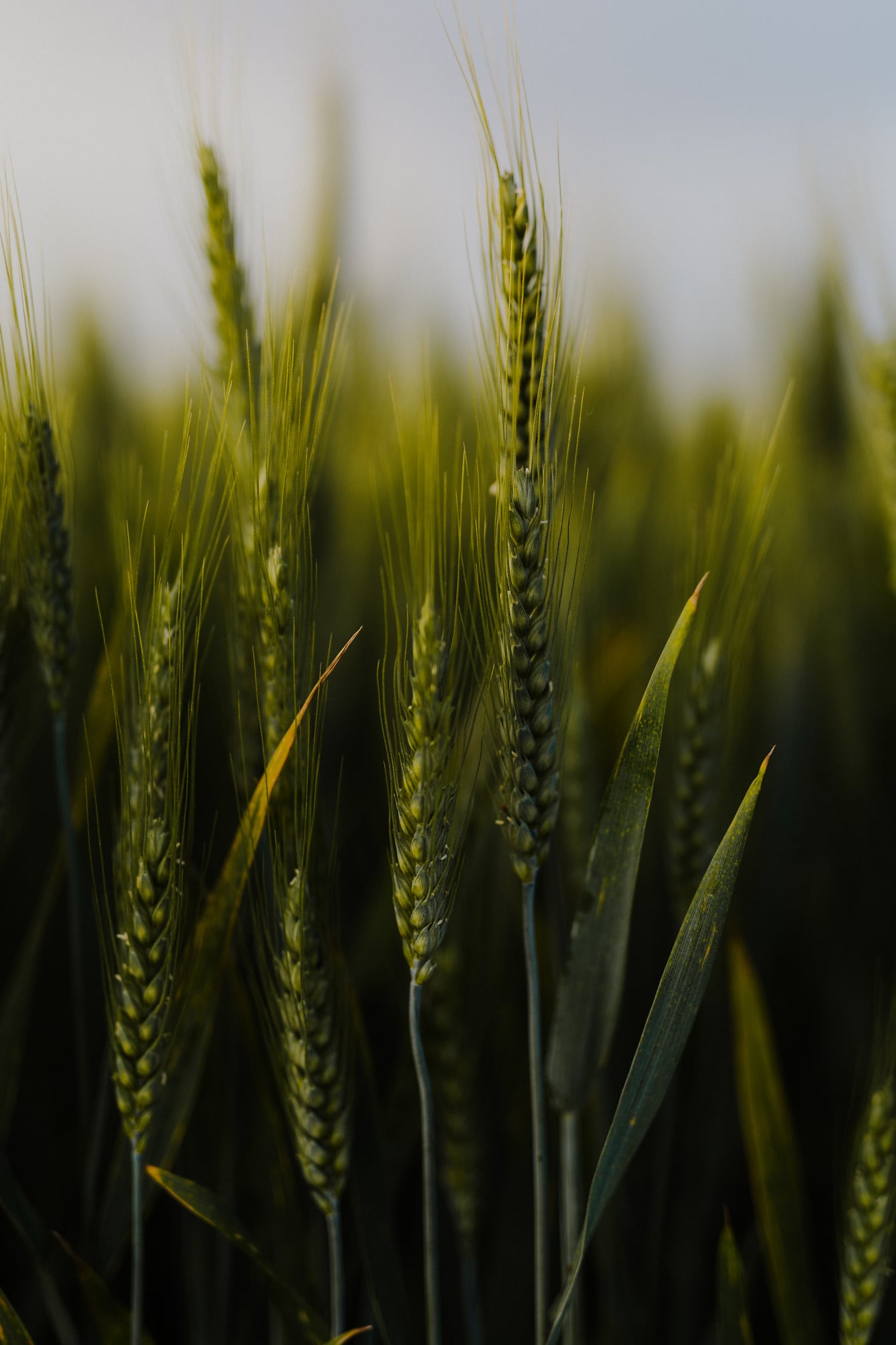 Cận cảnh thân cây xanh đậm của thảo mộc lúa mì hữu cơ