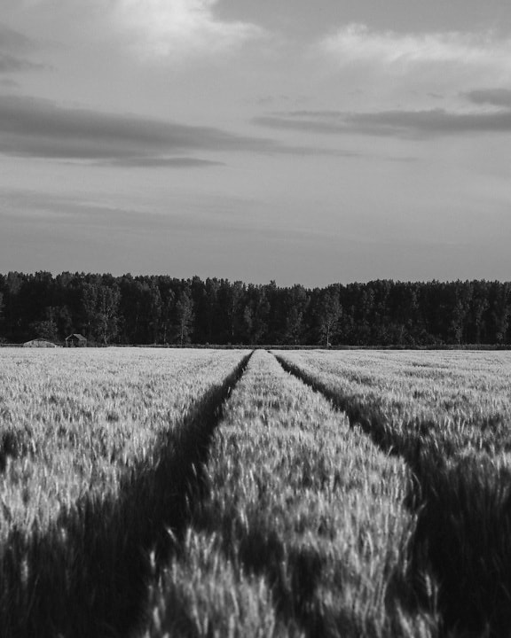 Černobílá fotografie pšeničného pole v krajině