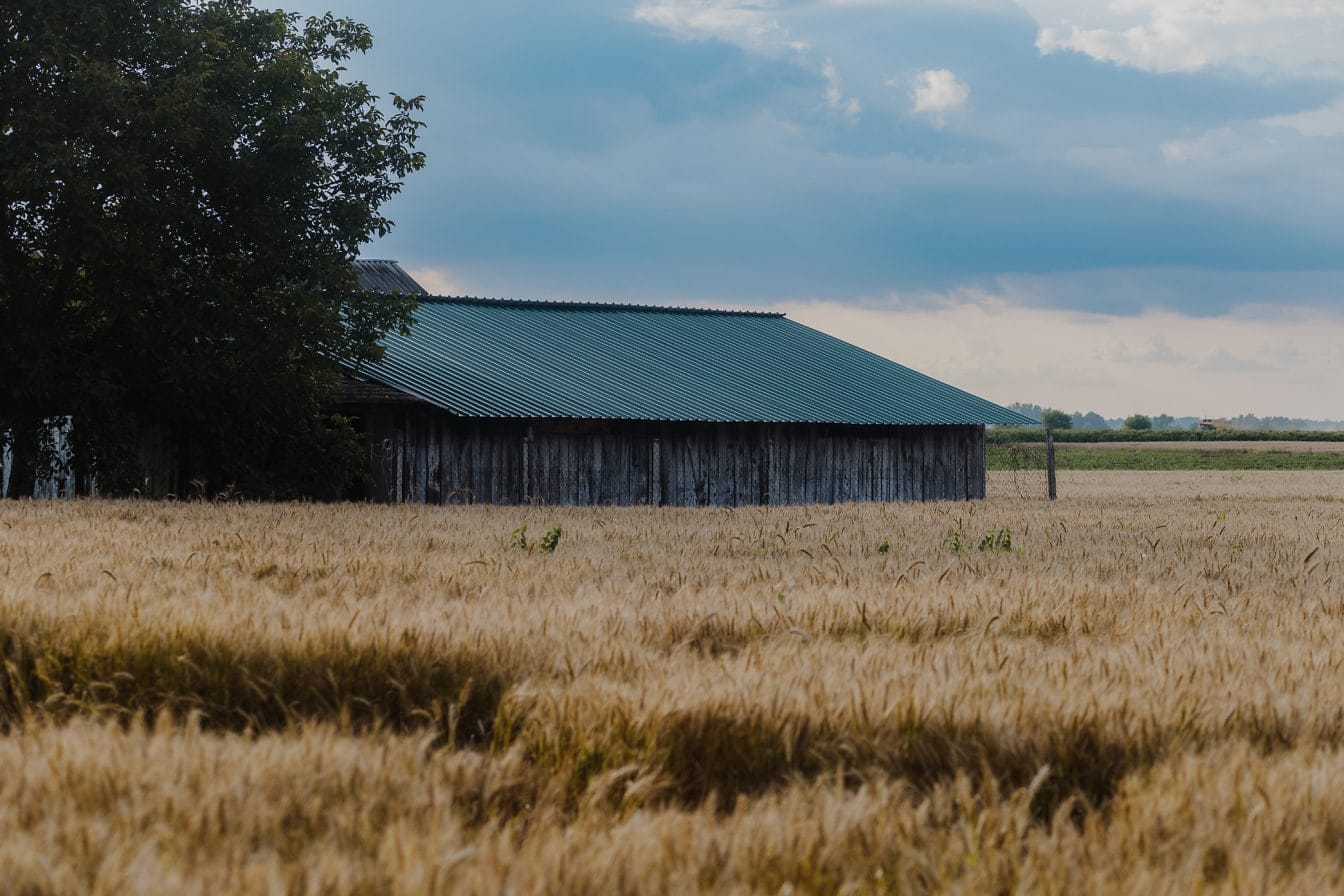 Venkovská stodola s pšeničným polem na zemědělské půdě