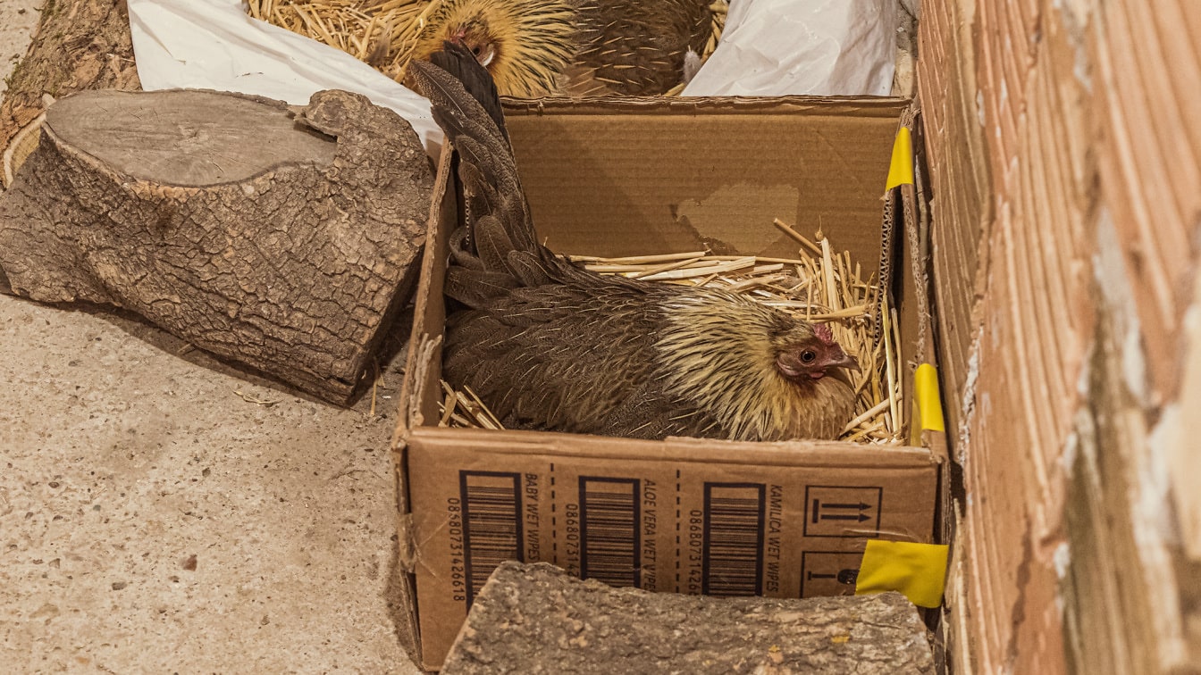 Karton kutuda yuva üzerinde açık kahverengi tavuk yatıyor
