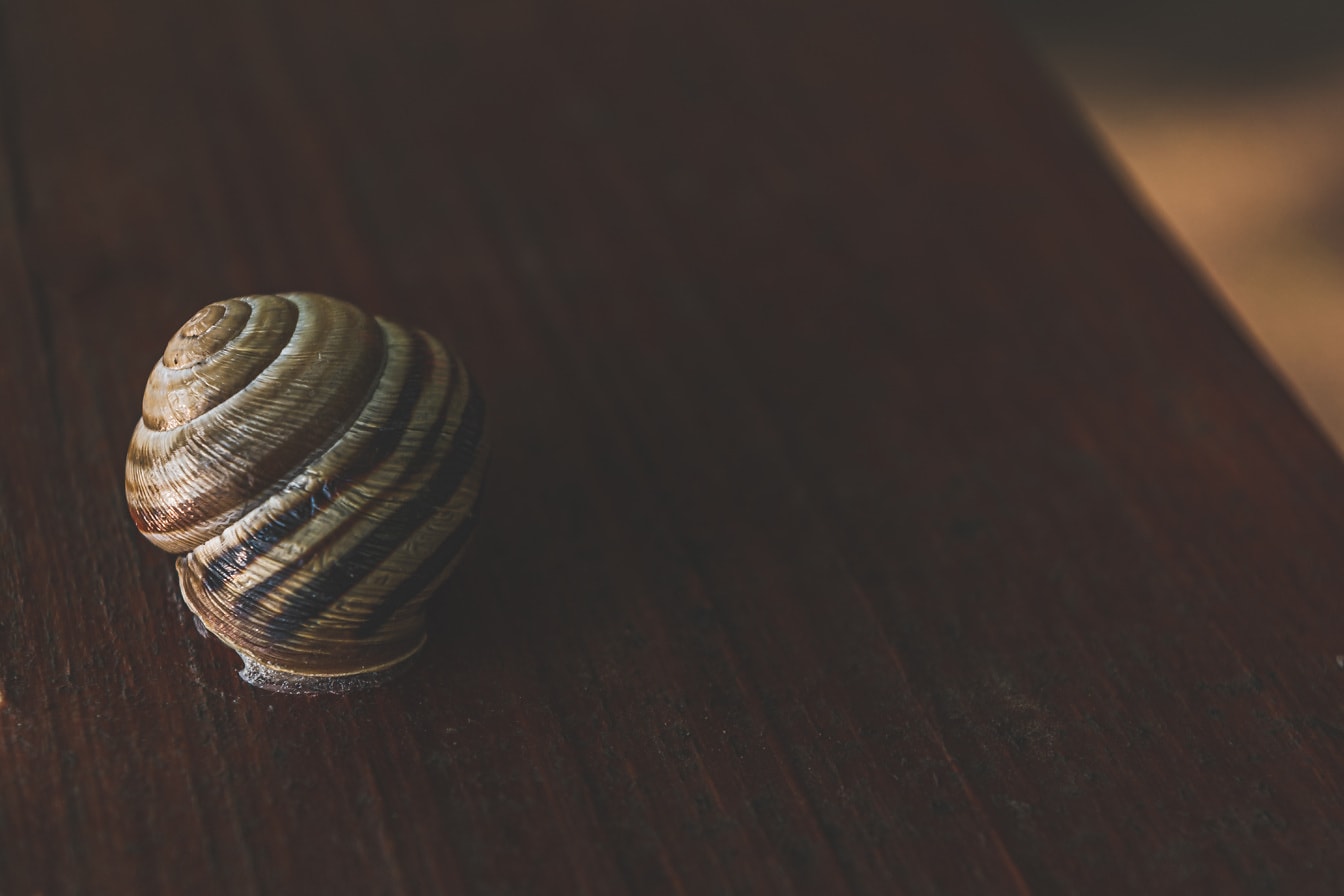 Light brown snail shell on wooden plank in shadow close-up