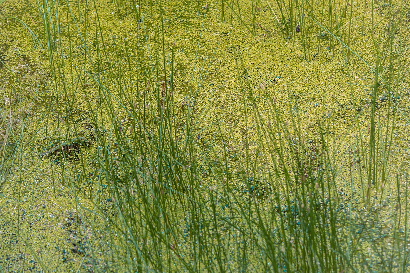Vysoké travní porosty v bažině s vodními rostlinami na vodní hladině