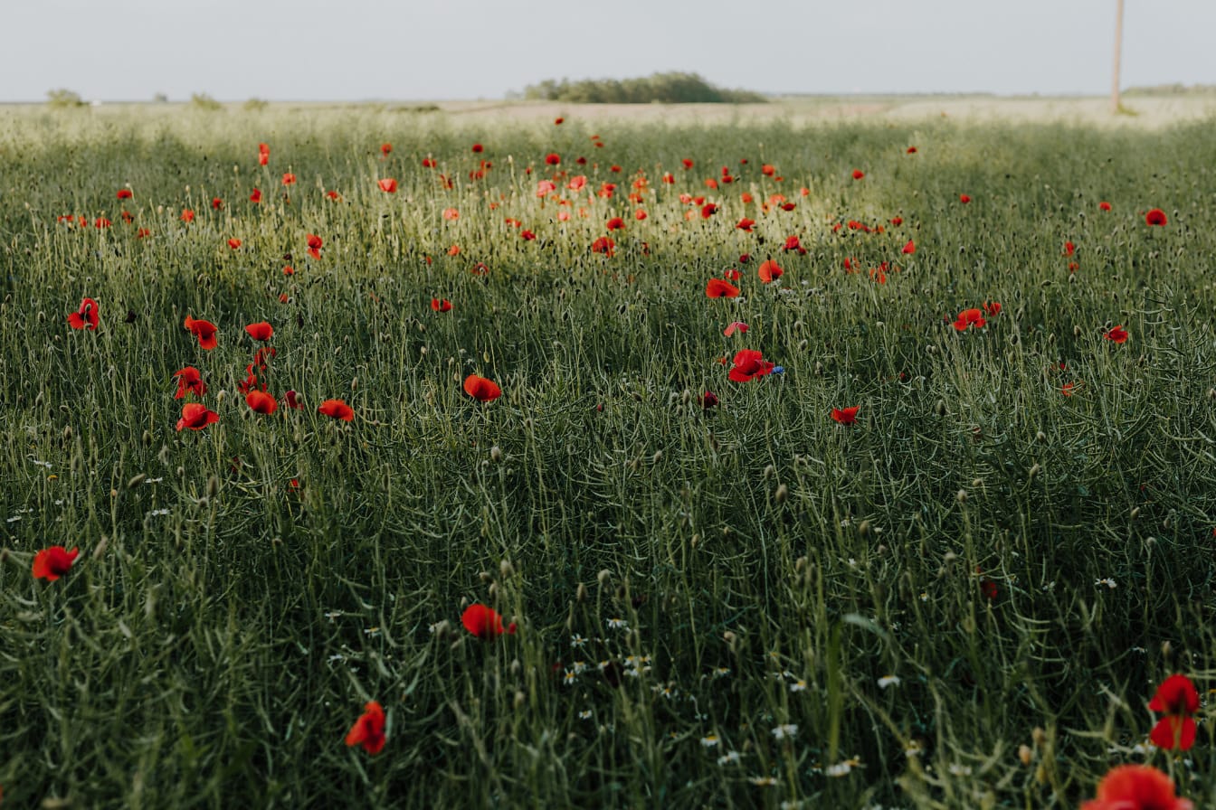 Тъмночервени цветя от опиумен мак в рапица, плоско поле