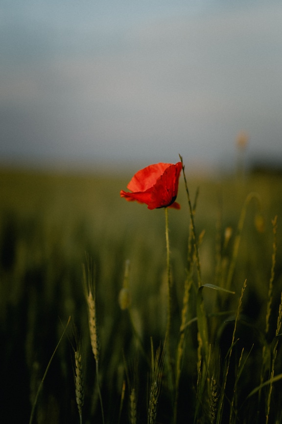 Dark red petals of opium poppy flower in green wheat field