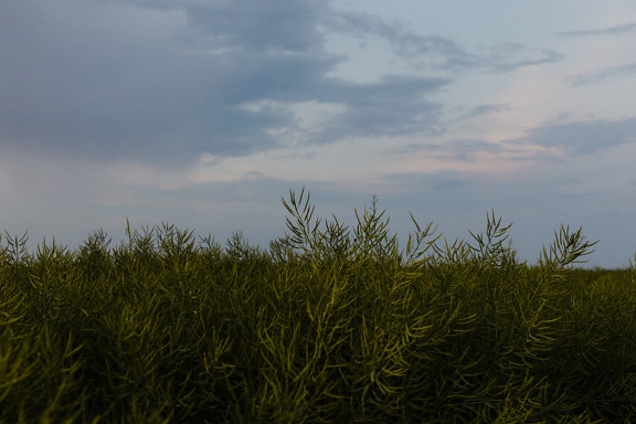 Unripe dark green rapeseed agricultural flat field close-up