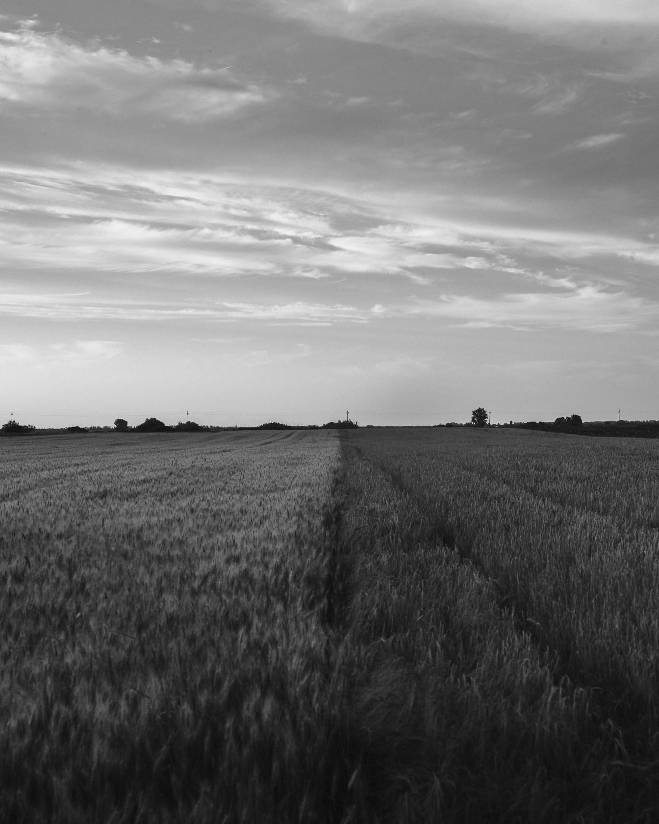 Het gebied van de tarwe en het vlakke gebied van de gerst zwart-witte foto