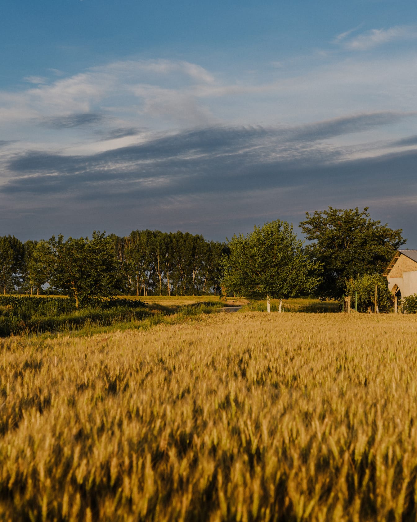 Пшеничное поле на сельскохозяйственных угодьях в солнечный летний сезон
