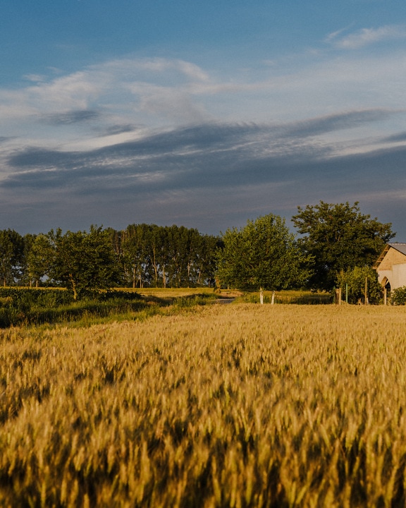 Weizenfeld auf Ackerland in der sonnigen Sommersaison