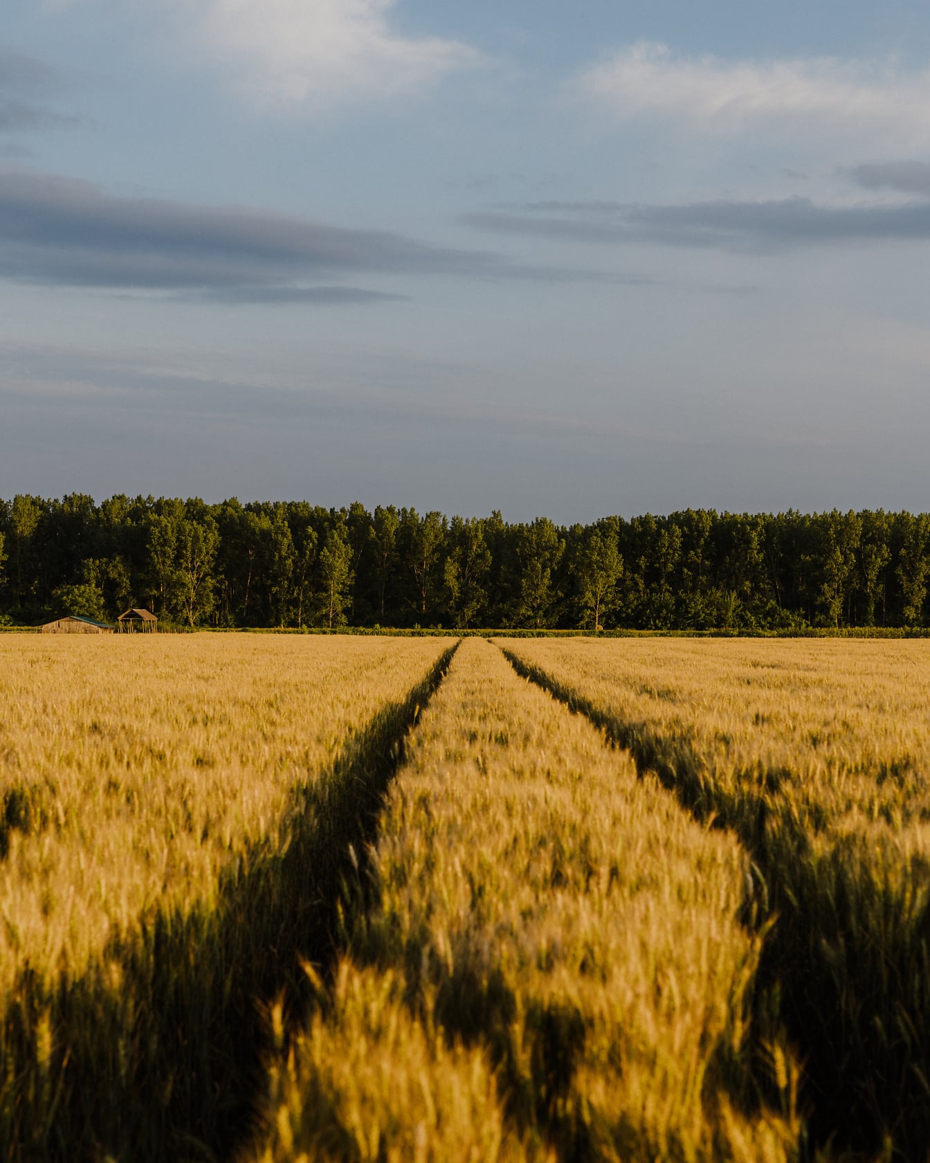 Campo de trigo marrom claro em terras agrícolas na temporada de verão