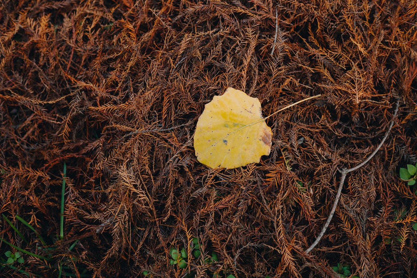 Jasně nažloutlý list na hnědých suchých větvích v podzimním období