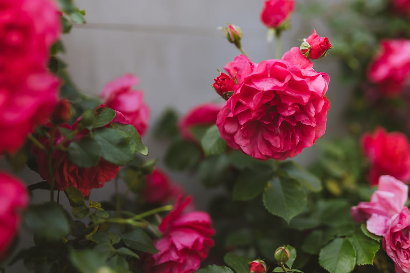 Różowawo-czerwonawe róże w ogrodzie kwiatowym w sezonie letnim
