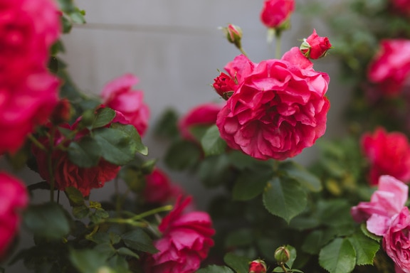 Rosarötliche Rosen im Blumengarten in der Sommersaison