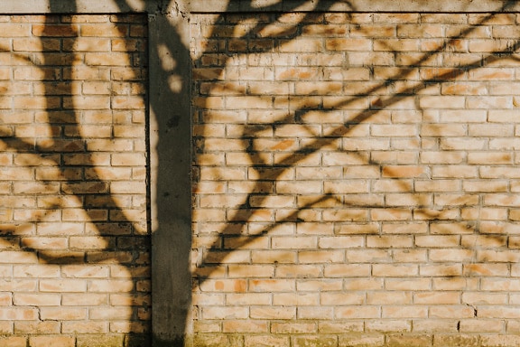 Shadow of tree on light brown brick wall
