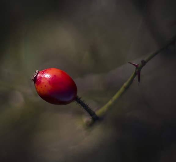 Dark red rose hip berry shallow focus