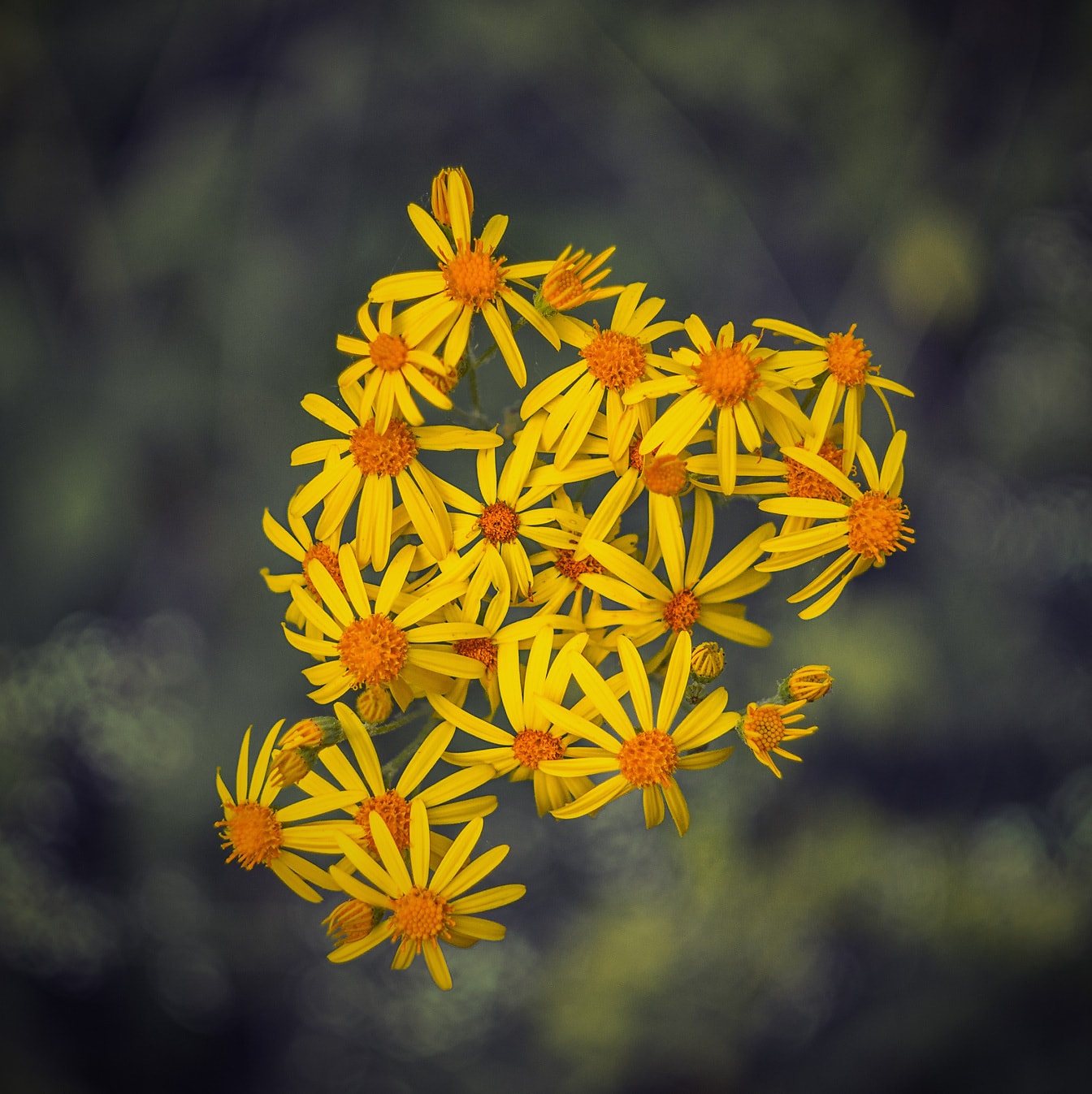 Oranžově žluté luční květiny ambrózie (Jacobaea vulgaris)