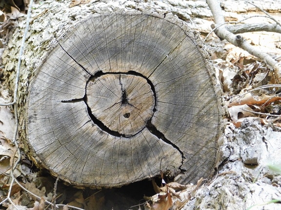 Cross section of dry tree trunk on ground