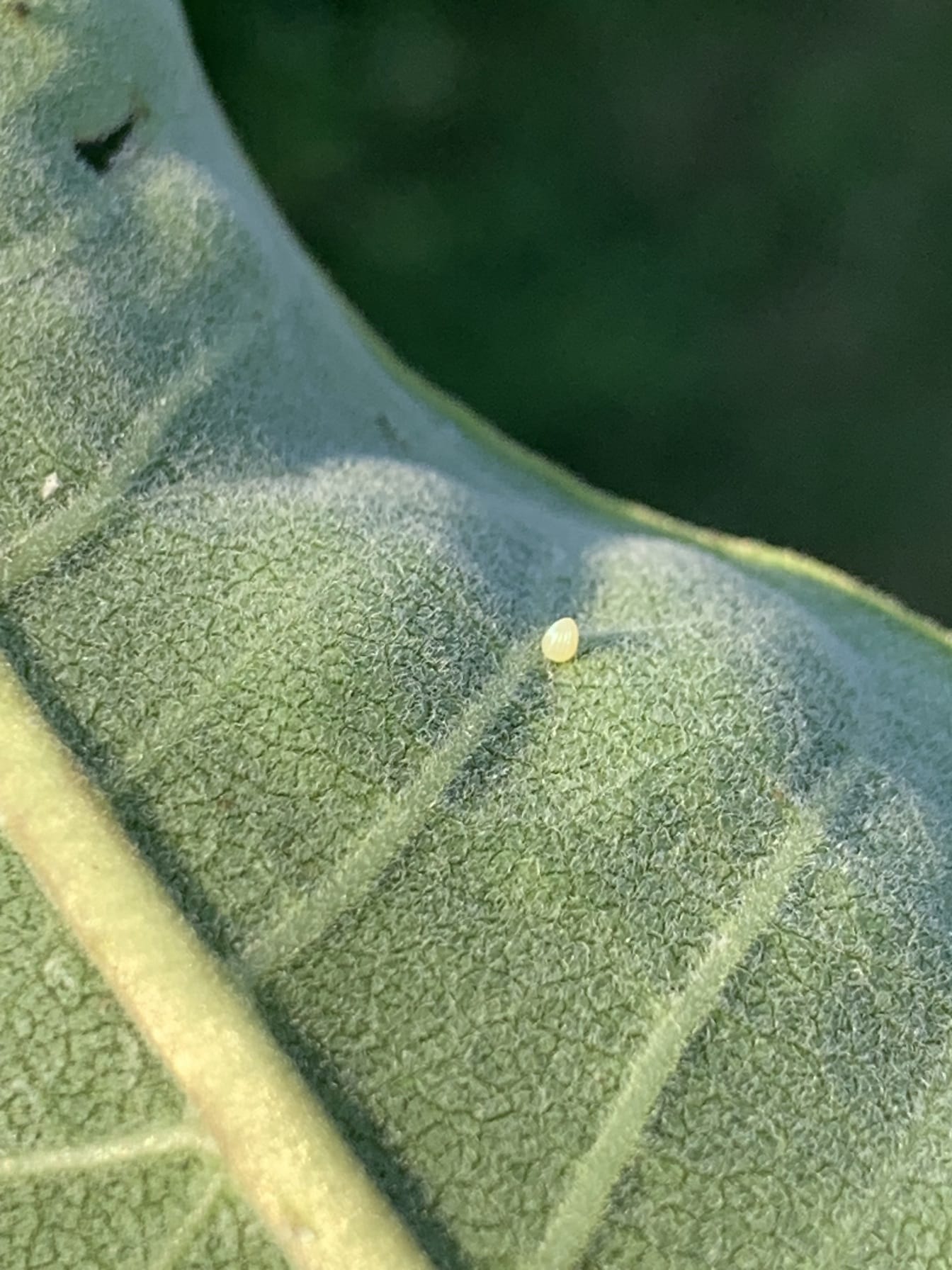Vajíčko motýla monarchy stěhovavého na zadní straně listu mléčnice velmi malý žlutý kuželovitý tvar
