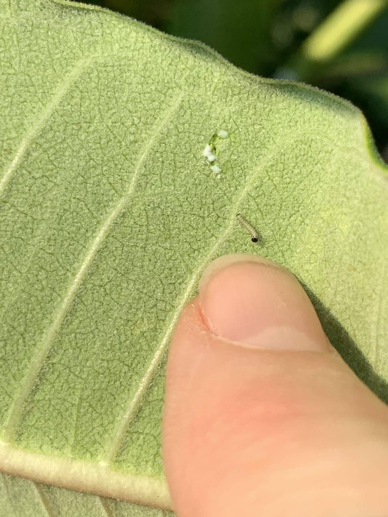 Sićušna gusjenica leptira monarha na biljci mlječika nedavno se izlegla