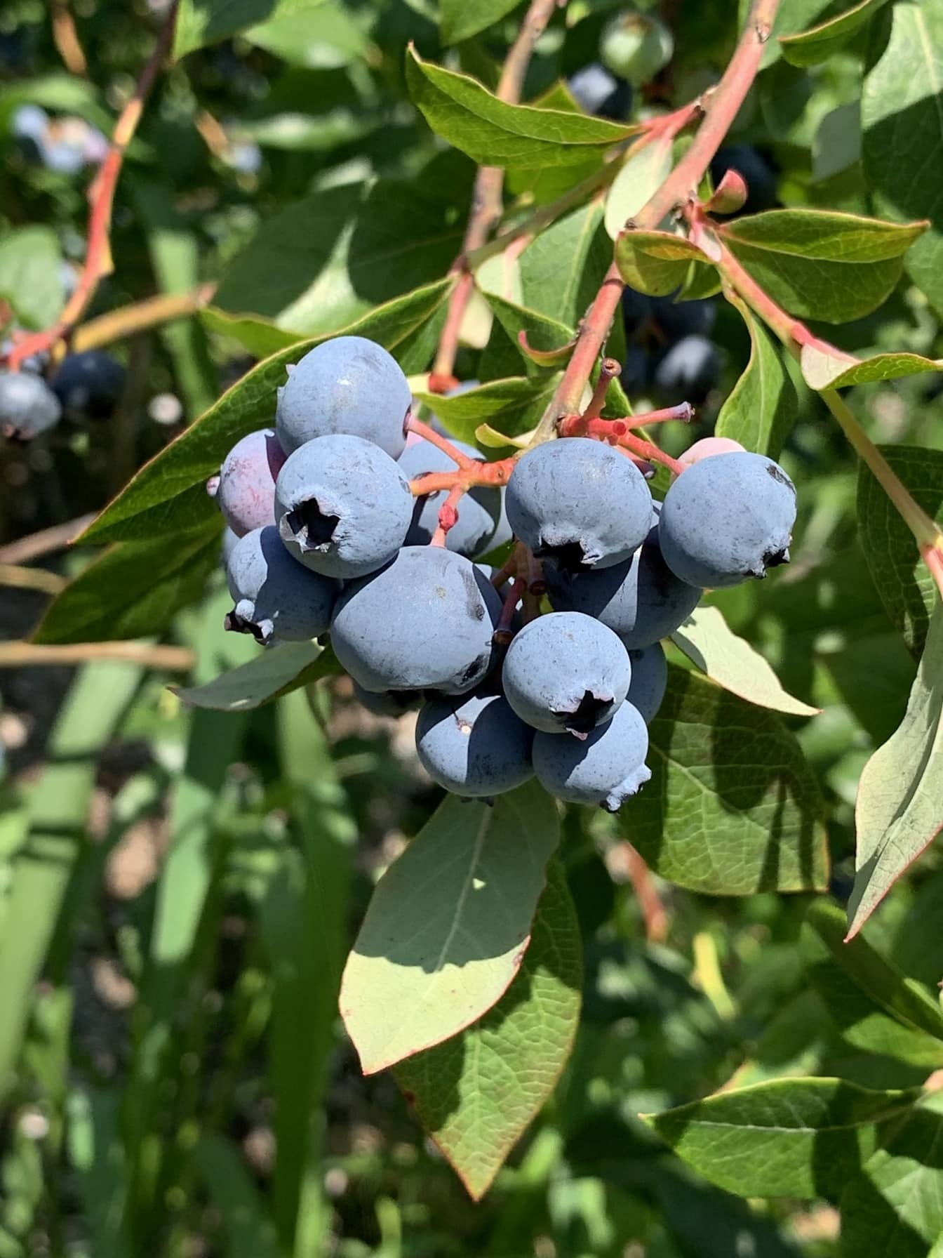 Close-up of ripe fruit organic blueberries (Vaccinium corymbosum) in cluster
