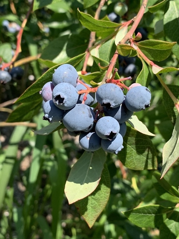 成簇 (Vaccinium corymbosum) 成熟水果有机蓝莓的特写