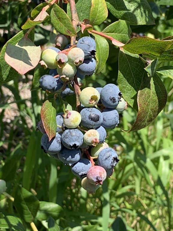Ripe blueberries in bush shown in cluster on blueberry farm