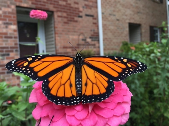 Male monarch butterfly rests on a pinkish flower