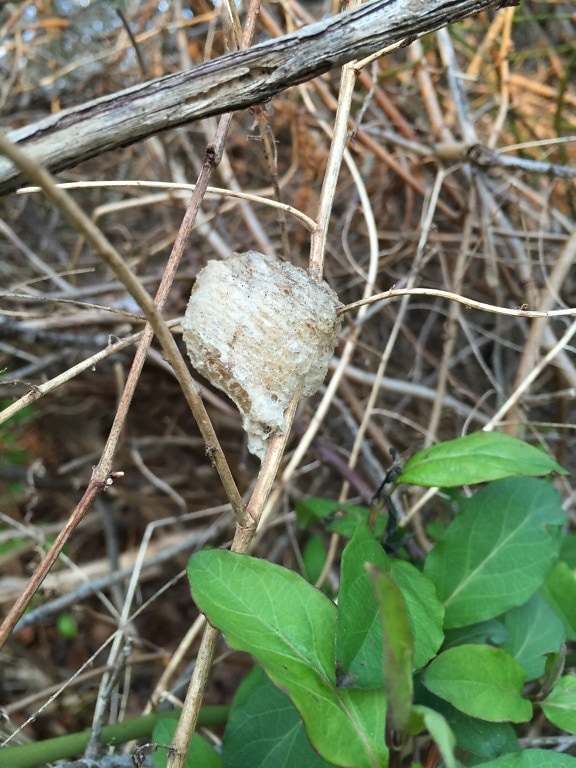 Cocoon of praying mantis insect seen in March